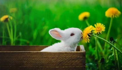 八字五行解析示意